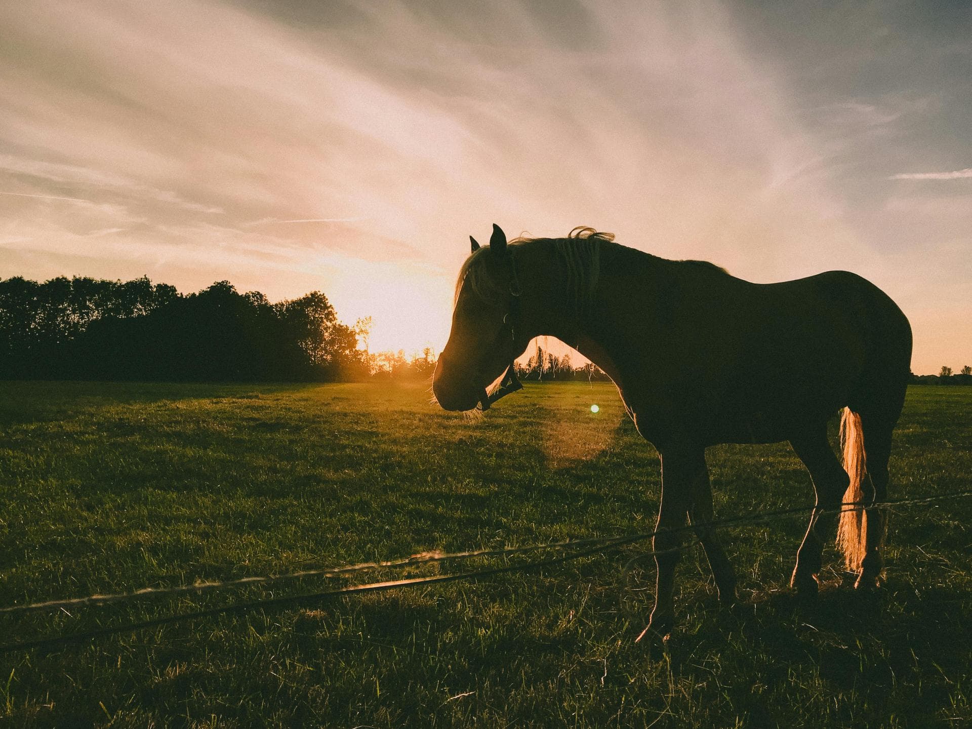 Best Vets in Spokane Valley