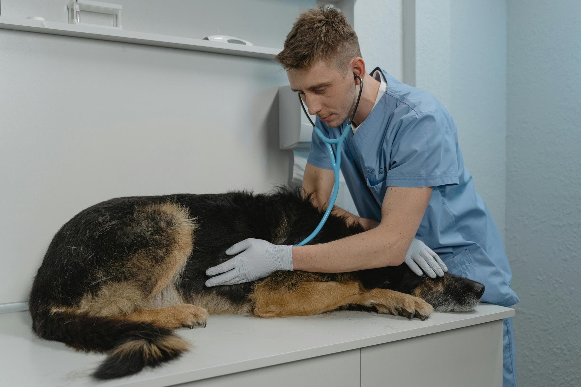 Best Vets in North Bend