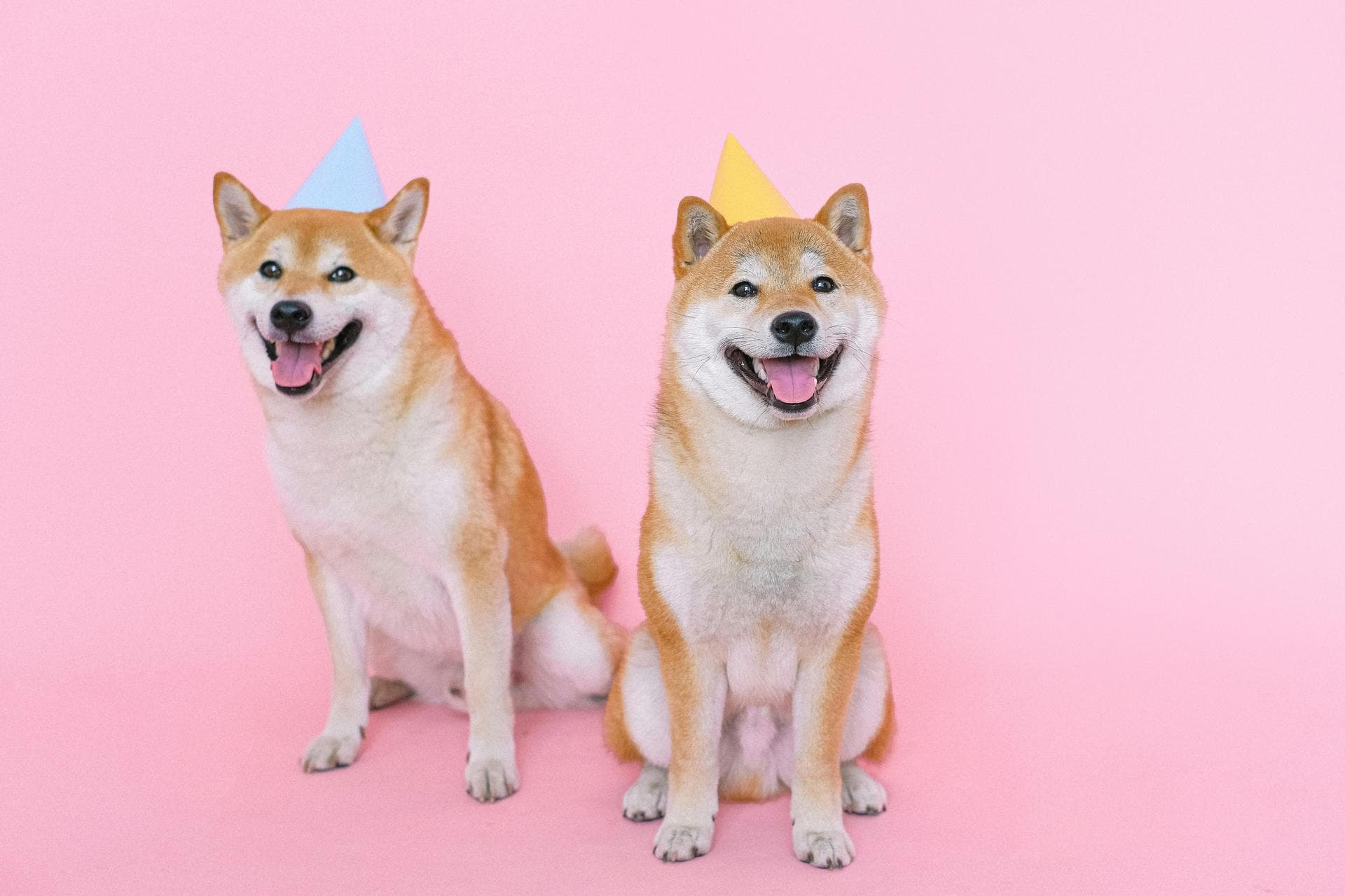 Dog & Cat Vets in Ferndale